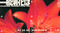 flower japanese typography   russian poster