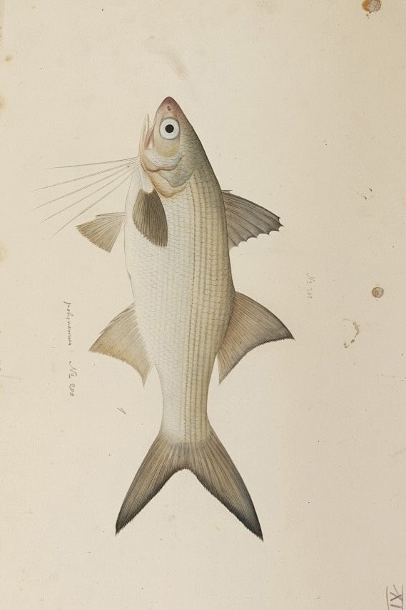 鱼类图鉴四指马鲅