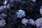 General 1506x1001 flowers roses floral plants garden