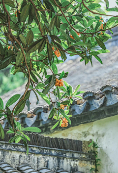 蓝雨771983采集到动植物摄影