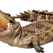 鳄鱼2