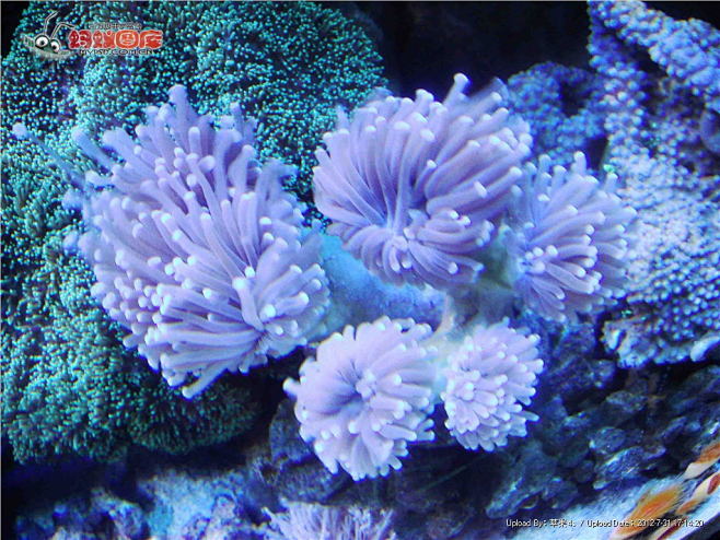 珊瑚摄影图片素材