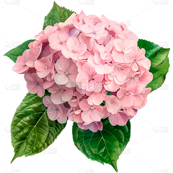 植物通用实景绣球鲜花花朵元素素材