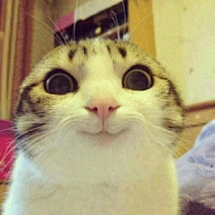 Moons菲采集到猫了个咪