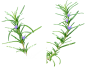 植物素材