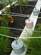 加拿大魁北克Boustrophedon花园Boustrophedon <wbr>Garden <wbr>by <wbr>PLANT <wbr>Architect