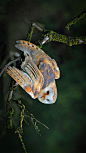一只停在树枝上的仓鸮 (© blickwinkel/Alamy)

2020-05-09

 3592