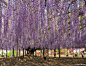 The Most Beautiful Wisteria Tree in the World : In Ashikaga Flower Park in Tochigi, Japan sits an incredibly gorgeous wisteria tree that's often referred to as the most beautiful in the whole world. The largest and oldest in Japan, the tree is the main at