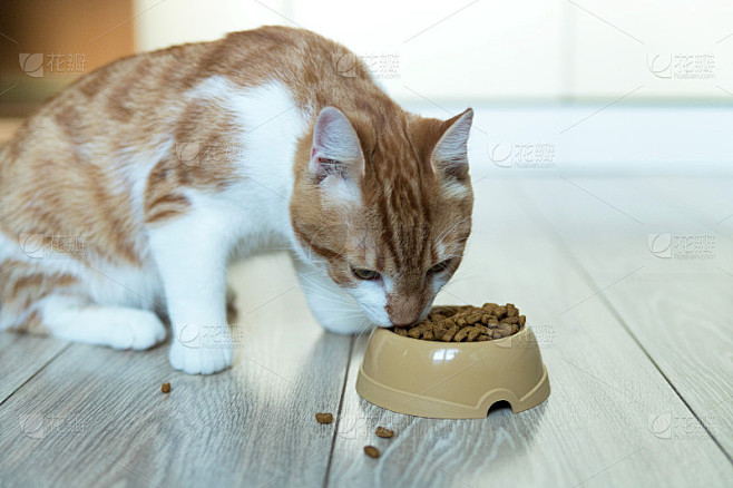 一只红猫坐在地板上吃干粮。
