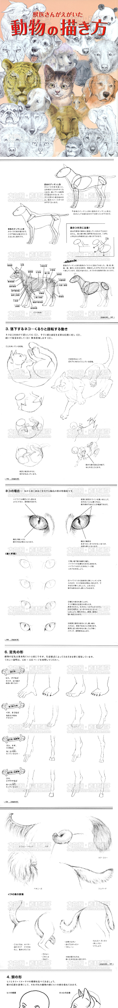 西瓜端采集到【动物】