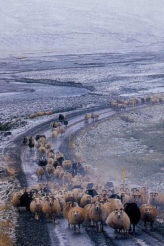 冰岛的牧羊群