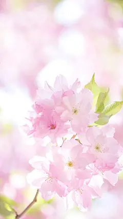 唯美植物桃花手机壁纸3