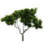 景观树PNG素材
