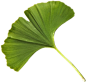 ◉◉【微信公众号：xinwei-1991】整理分享  @辛未设计     ⇦了解更多。背景素材PS素材底纹素材PNG素材植物素材花卉素材绿植素材透明设计素材免扣素材绿植花朵鲜花素材 (938).png