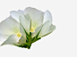 白色的芝麻花高清素材 植物 白色 盛开 自然 芝麻花 花 花卉 花朵 花苞 鲜花 免抠png 设计图片 免费下载