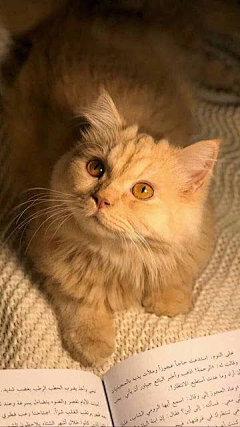 我是一只小小小小鸟儿采集到阿猫阿狗
