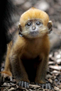 mini monkey