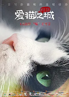 爱猫之城 Kedi 海报