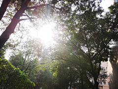 晓雨子琦采集到场景---树木