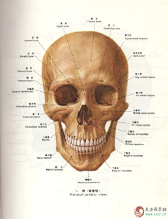 黑夜中的芒曜采集到skeleton (頭部)