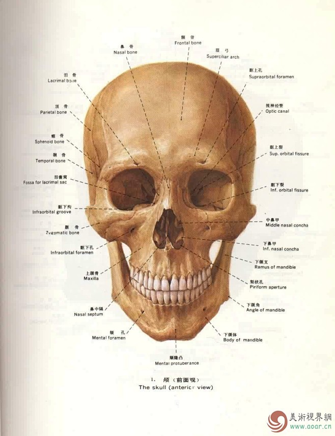 头骨素描的搜索结果_百度图片搜索
