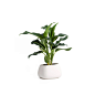 Zantedeschia Calla