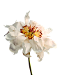 花花6