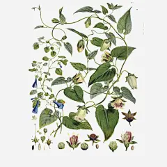 花卉写实手绘画高清素材 写实手绘 植物 藤蔓 装饰画 免抠png 设计图片 免费下载