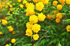 棣棠,水平画幅,无人,日本,藤泽市,重瓣花,3到4个月,春天,植物,黄色