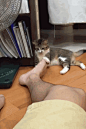 猫遇臭脚，状若癫狂……