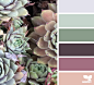 succulent hues