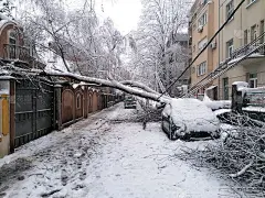 由于暴风雪，一棵树倒在街对面，压坏了停在路边的房子和汽车