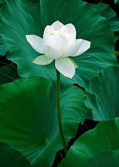 妙法莲花经采集到妙法莲华经