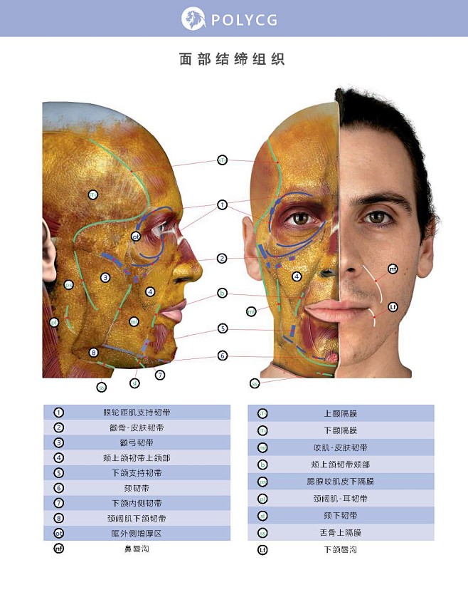 面部表情艺用解剖中文版_页面_135