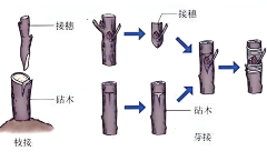 做PPT的小z采集到生物