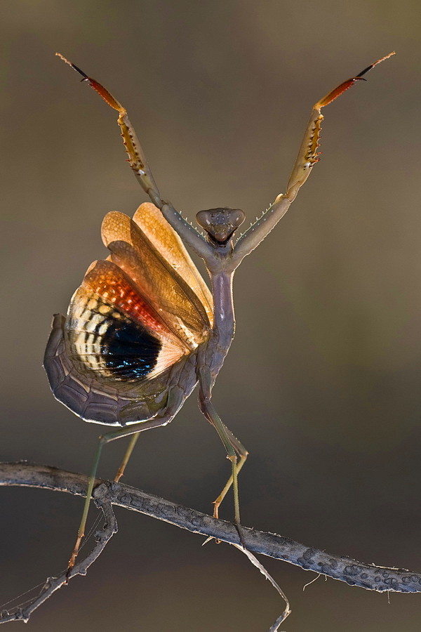 35PHOTO - Hasan Bagl...