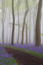 Bluebells, Oxfordshire, England
photo by ceri