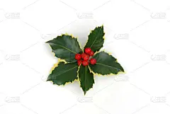 白色背景上的冬青浆果