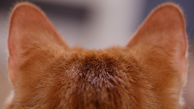 毛茸茸的猫耳封面大图