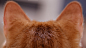 毛茸茸的猫耳封面大图