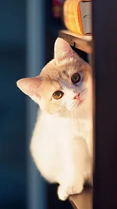 高冷的仙女猫