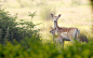 General 1920x1200 animals deer baby animals