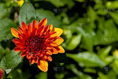 公园里的金菊花正在盛开