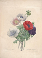 一朵夏的相册-皮埃尔-约瑟夫·雷杜德的植物图谱