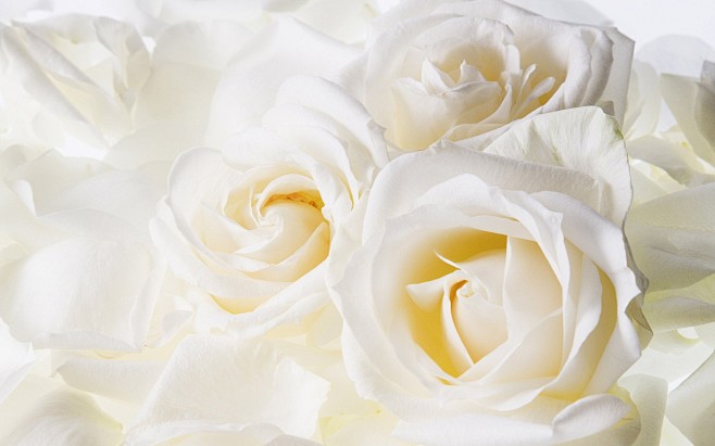 鲜花玫瑰的白色花朵 - 壁纸（#1230...