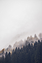 Plant, tree, fir and abies | HD photo by eberhard grossgasteiger (@eberhardgross) on Unsplash : Download this photo by eberhard grossgasteiger (@eberhardgross)