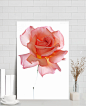 粉色玫瑰唯美浪漫|粉色,玫瑰,浪漫,H5背景,背景元素