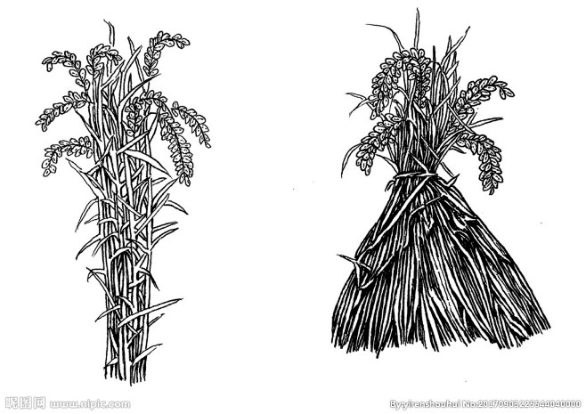 手绘水稻稻米丰收大米