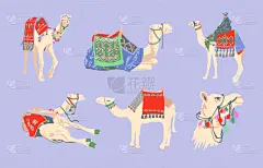 埃及,骆驼,华丽的,可爱的,传统,野生动物,哺乳纲,动物,单峰骆驼,夏天