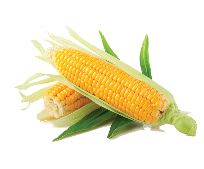 玉米